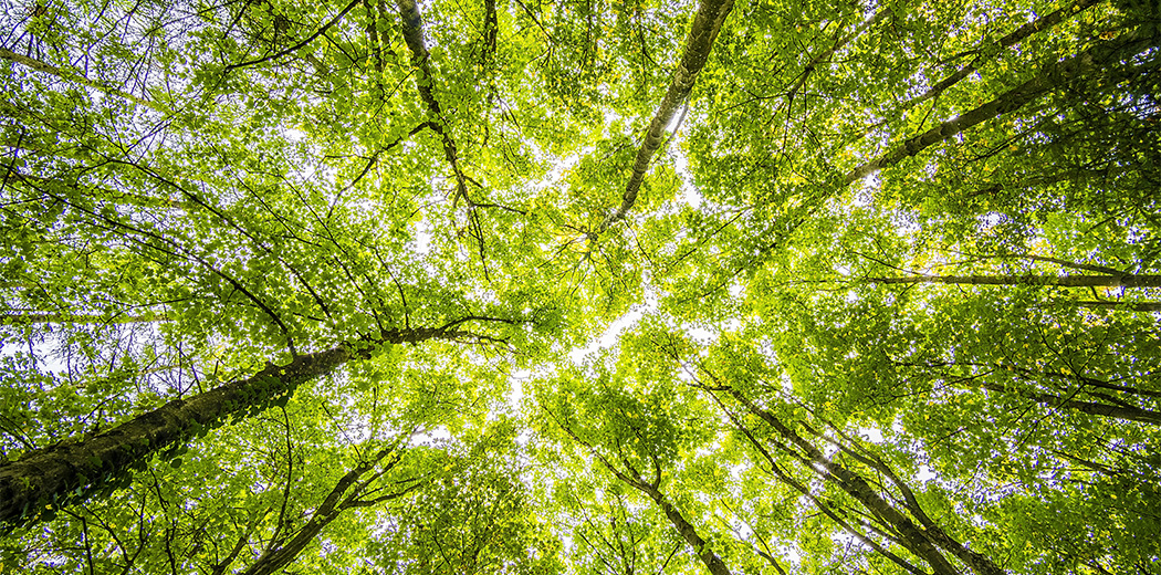Canopy of a forest
